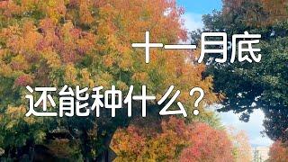 秋种耽搁了，到十一月底还能种菜吗？