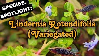 The Aquarium Plant That Flowers Purple! Lindernia Rotundifolia. An Easy, A Low Light, Stem Plant.