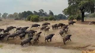 Lion Chases Buffalo at Mwamba’s Last Waterhole Hide