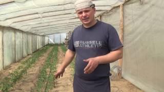 Determinant and ndeterminate tomatos planting in a greenhouse.