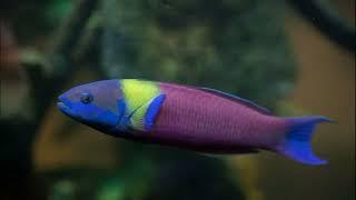 Facts: The Cortez Rainbow Wrasse