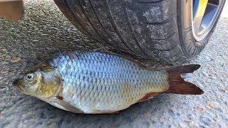 Experiment Car vs Fish (toy) | Crushing Crunchy & Soft Things by Car