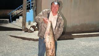 Big catfish - Сом на 10 кг с канала Кызкеткен 16.08.2024 #каракалпакстан #нукус #catfish #сомик