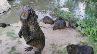 Massive river rats -- or nutria -- are taking over lakes in Katy