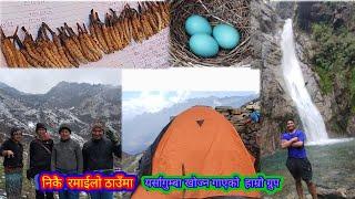 धेरै राम्रो सुन्दर ठाँउमा यर्सागुम्बा खोज्न गाएको हाम्रो ग्रुप! Ruby Valley! Yarsagumba! #Part:1️