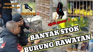 REVIEW HARGA BURUNG DI PASAR BURUNG SUKAHAJI BANDUNG HARGANYA MASIH STANDAR