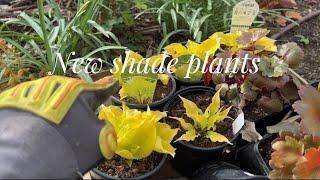 New Shade Plants | fire island hosta | wiggles and squiggles hosta | saxifrage | ￼mouse tail plant |