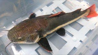 My catfish is moving out! Moving to the 125,000l aquarium in the luxury hotel Meilenstein in Lang...