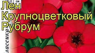 Лен крупноцветковый Рубрум. Краткий обзор, описание характеристик linum grandiflorum Rubrum