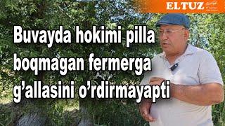 Buvayda hokimi pilla boqmagan fermerga g'allasini o'rdirmayapti