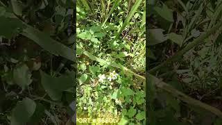 A snake crawling the road  |  Like & Subcribe me ️