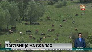 Негде пасти скот жителям села Белокаменки