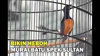 BIKIN HEBOH‼️‼️MURAI BATU SPEK SULTAN.