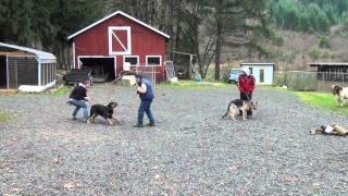 Schilling Law Dog's Training by Ken Schilling