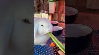 Adorable white bunny eating celery 