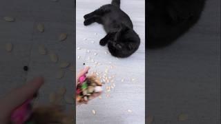 Black cat with Seeds and Beans  Video Reverse #cat #reverse