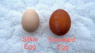 Are Silkie Hen EGGS Any Good? Plus a big April snowstorm