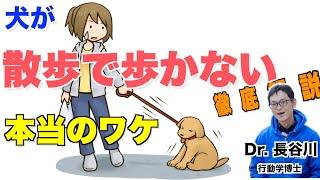 犬が散歩で歩かない本当のワケを徹底解説【子犬のしつけの決定版】あなたの家の犬にも当てはまるところがあるかも！？