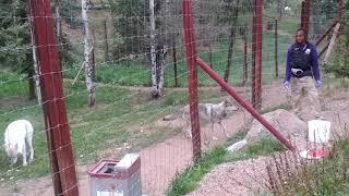 Wolf feeding tour at Colorado Wolf and Wildlife Center