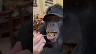 gorilla is eating food with spoon