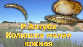 Колюшка малая южная • р.Ахтуба • Русская рыбалка 4