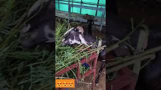 ATIK BOSS GOAT FOM #