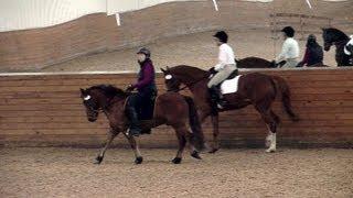 An Icelandic in a Dressage World (he's the little guy!)