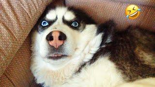 Huskies are pro at saying NO The Most Dramatic Huskies | Normal dogs vs Huskies 