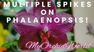 Phalaenopsis Sogo Relex has multiple spikes !