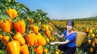 Ly Trieu Ca: Harvesting sweet giant tropical bell pepper - Recipe traditional make best fruit salad