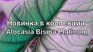 Новинка в коллекции Alocasia Bisma Platinum