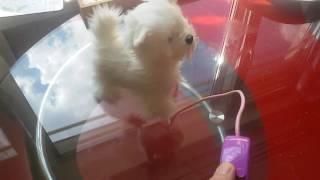 My little puppy интерактивная собачка на поводке сама ходит и лает