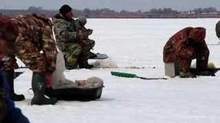 Зимняя рыбалка. Новосибирск Обское Водохранилище. Окунь, сорога, ерш,   много).