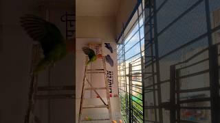 Free flight love bird #justfly #birds #parrot #viral #shorts