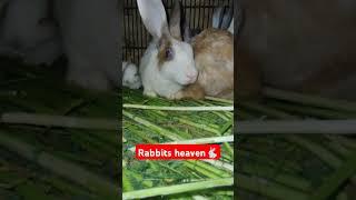 Cute Rabbits #trendingshorts #trending #rabbit #rabbits #viralshorts #cute #video #shorts #pets #new