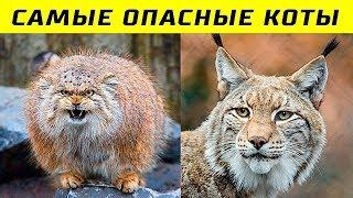 10 Самых Опасных Пород Кошек в Мире