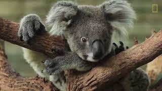 02 Koalas 101   Nat Geo Wild #wild #wildlife #love