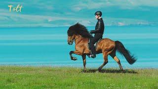 5 gaits of the Icelandic horse