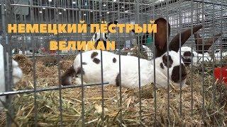 Строкач -  Немецкий Пёстрый Великан