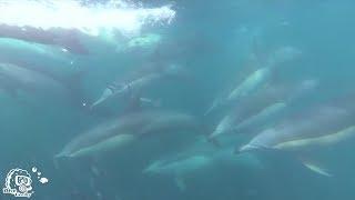 Sardine Run 2017 South Africa @Coffee Bay with ADA in 4k