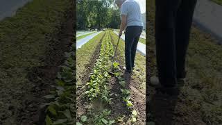 I eliminated and prevented weeds in this 90 foot bed of bush beans in about 5 minutes.