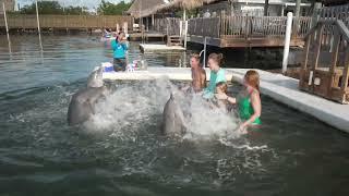 Your Family's Gotta Try This: The Dolphin Research Center in Grassy Key