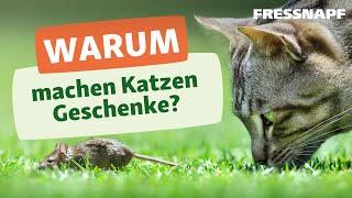 Warum bringen Katzen Mäuse nach Hause?