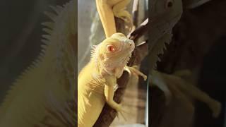 Iguana Albino Berjemur ️ #iguana #iguanaalbino #reptile #reptiler #animalovers #shorts #indoreptile