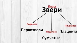 Звери (млекопитающие)