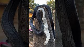 "Black Cobra in the Wild – Rare and Deadly!"