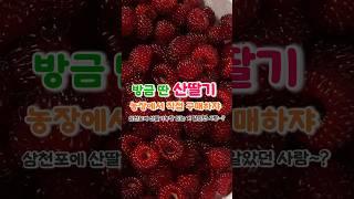 사천•삼천포 농장에서 싱싱한 산딸기 직접 사먹기 | 농장위치: 사천시 미룡길 50 #산딸기 #사천맛집 #삼천포맛집