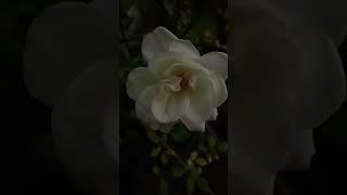 Вечернее. Rose Avenue White #белая #мойсад #shortsfeed #shortvideo #garden #домашнее #сад #роза