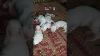 RABBIT GROWTH DAY 1 TO 25 DAY subscribe for more videos