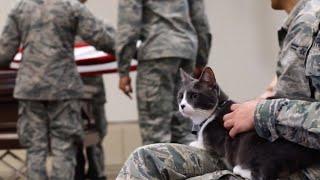 Meet Captain, the Mascot Cat for the Barksdale Air Force Base Honor Guard